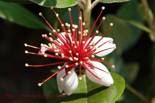 feijoa